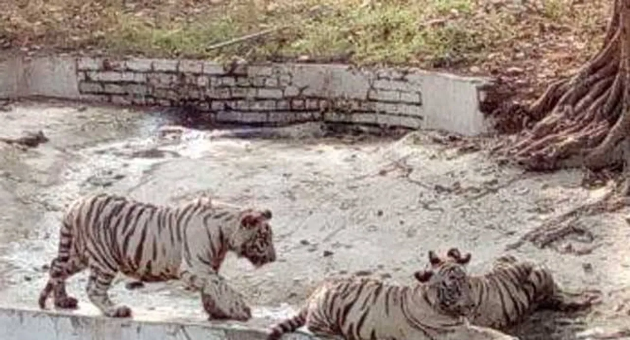 Adoption craze in Kolkata zoo fizzles out
