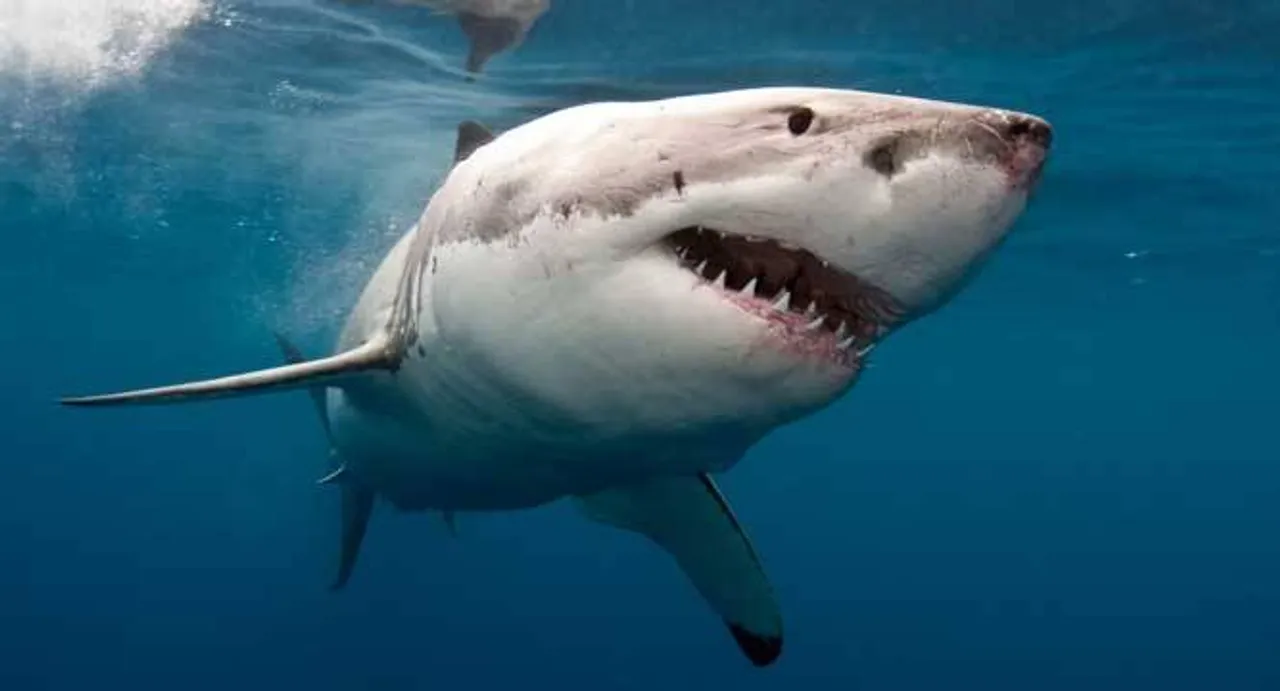 Boy bitten by shark in Australia's Great Barrier Reef