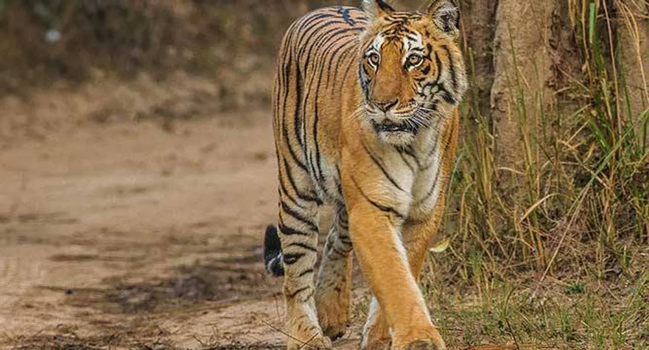 Keep Roaring! Karnataka now has more than 406 Tigers