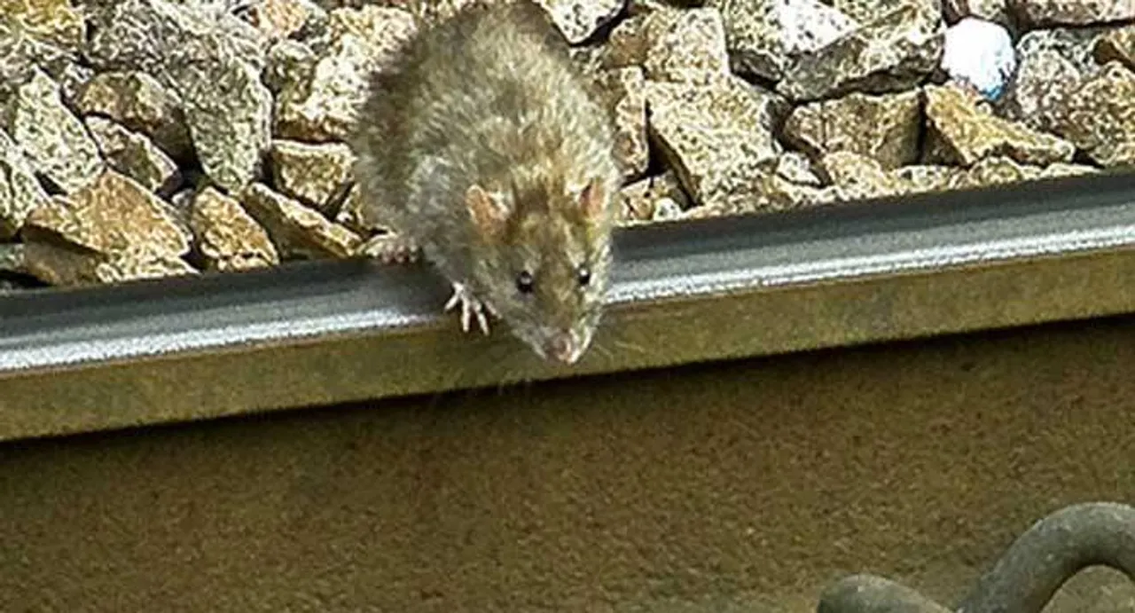 Rat bite victim seeks Rs 10 lakh compensation from Railways