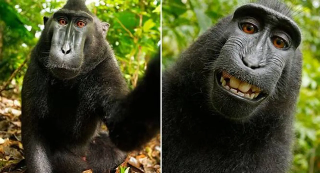 Weird! Monkey cannot own selfie photos copyright, US court ruling
