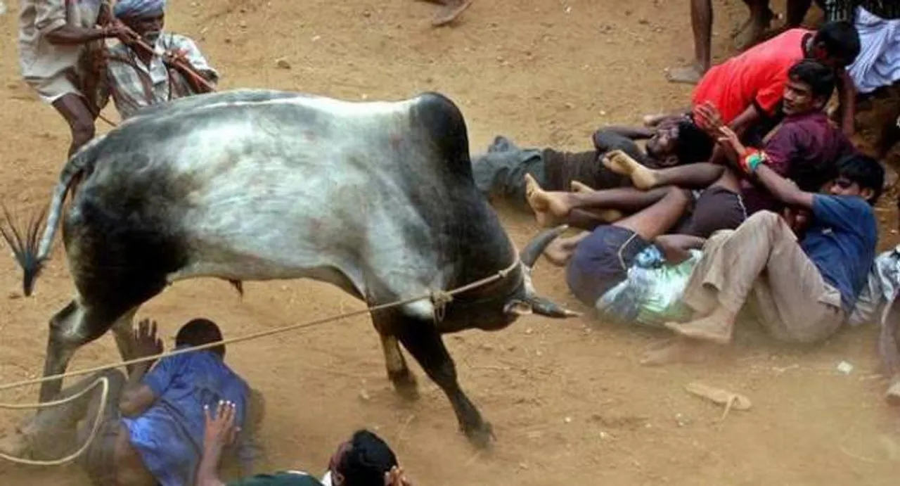 Centre allows Jallikattu; celebrations erupt in Tamil Nadu