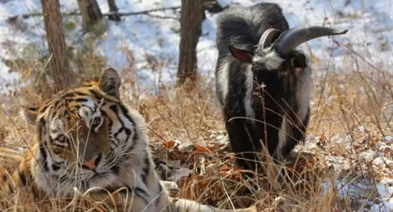 Unusual friendship: When a Tiger's dinner, a goat, became its best buddy