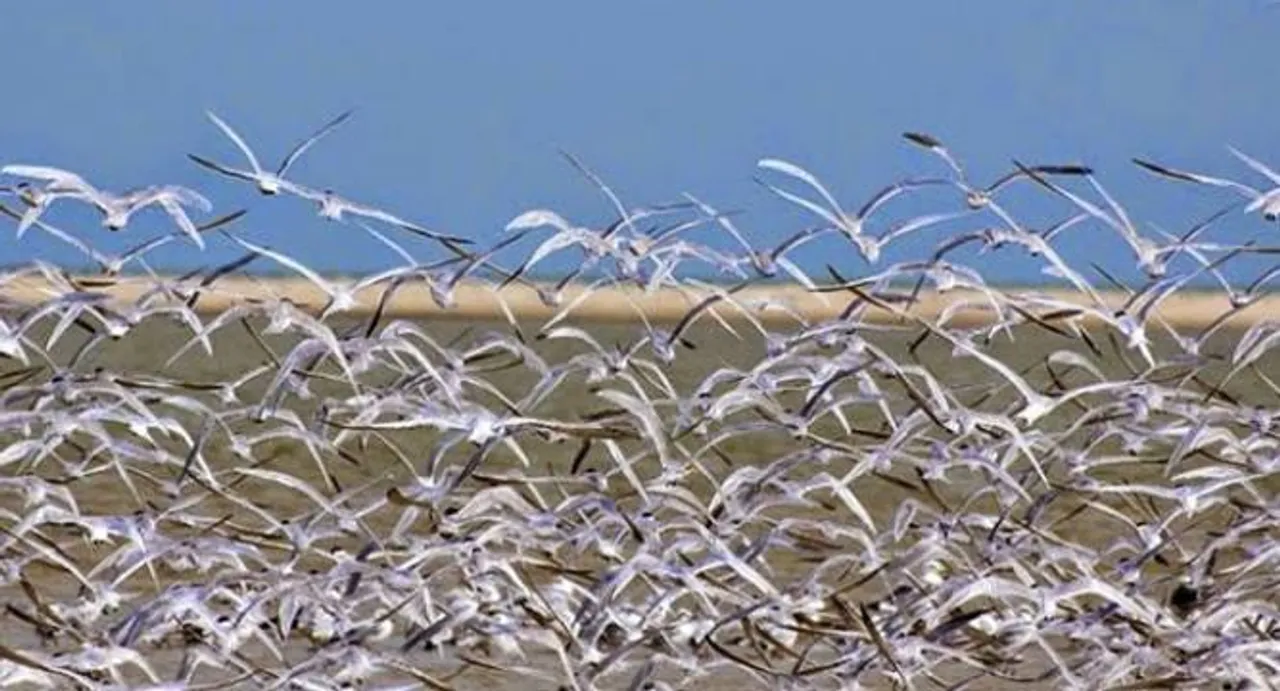 It's a feast for bird lovers at Chilika; Govt starts annual counting