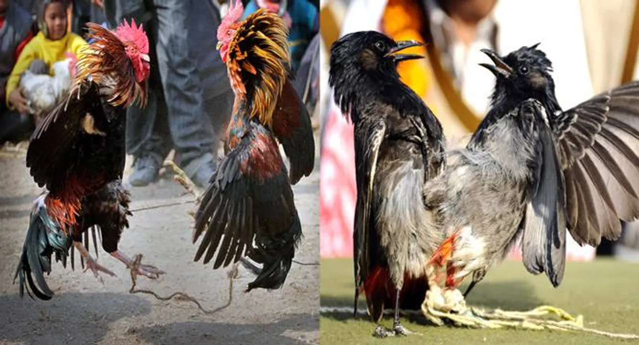 After Jallikattu, other animal fights seek approval 