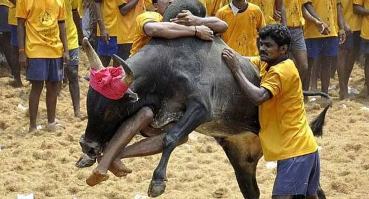 SC stays Centre's notification allowing Jallikattu in Tamil Nadu