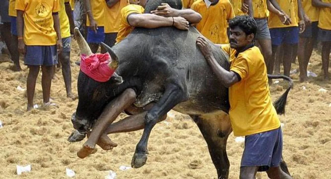 Pongal celebrations to continue without bull-taming festival Jallikattu