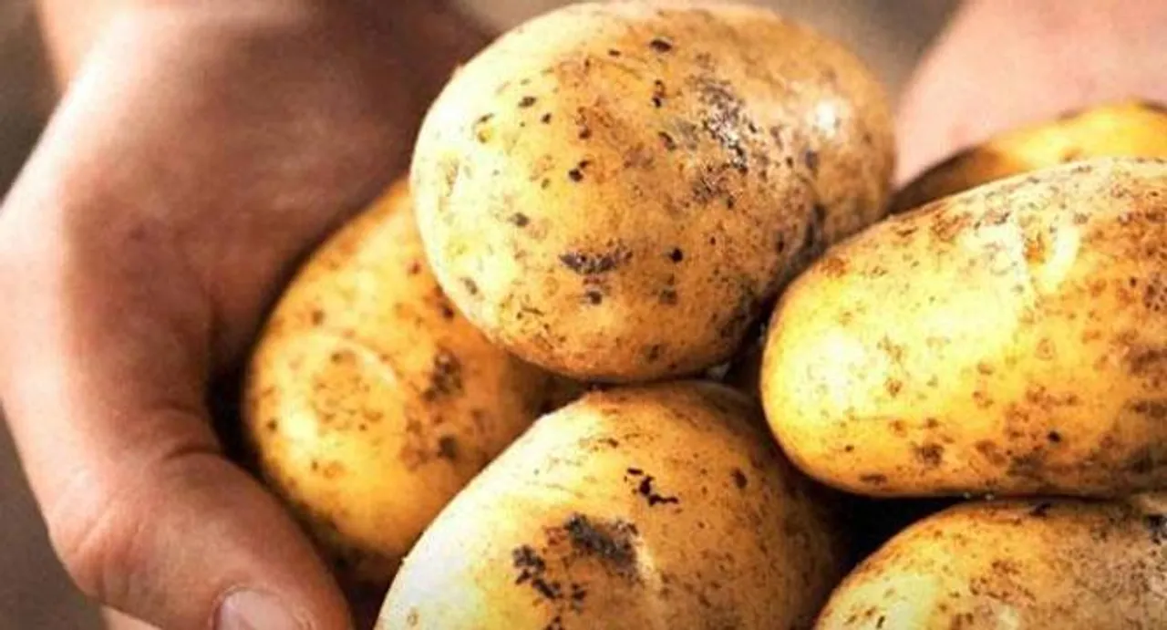 Pre-pregnancy potato consumption may boost diabetes risk:study