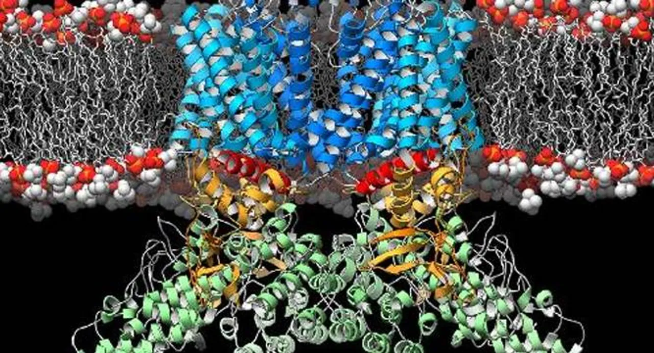 Blueprint of body's heat sensor discovered