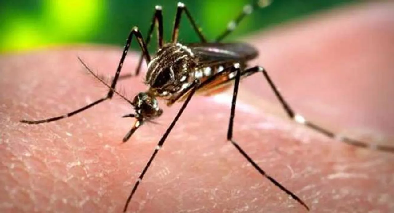 Zika virus started appearing in US with 5 new cases