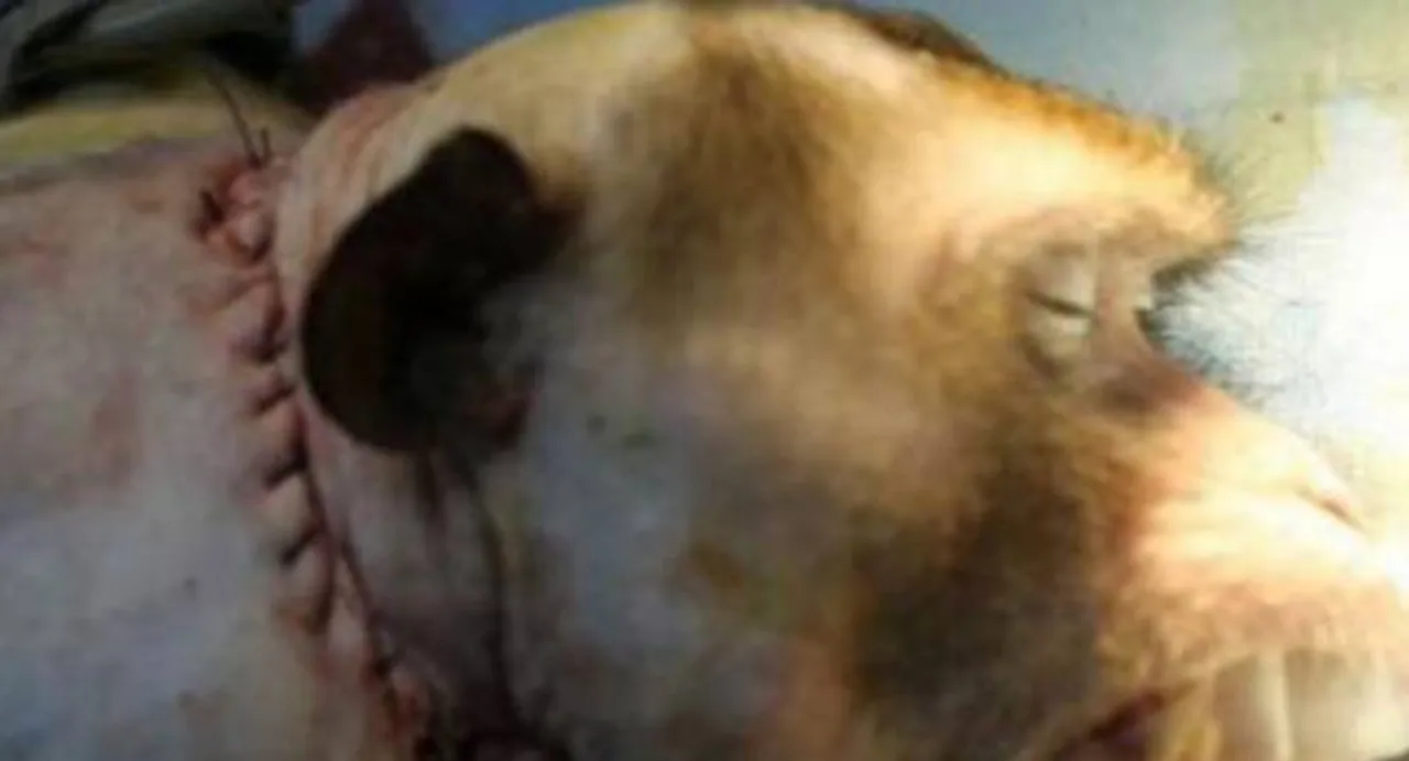 Head transplant successfully done on a monkey?