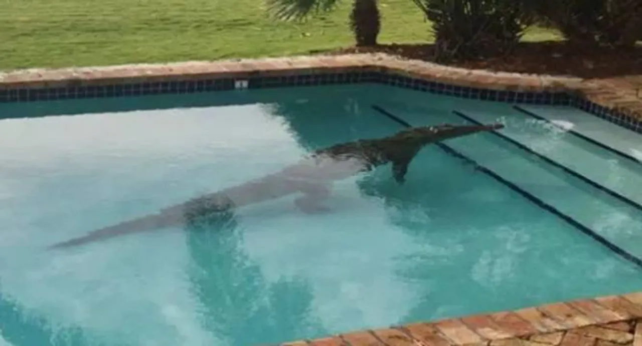 Giant crocodile takes a dip in Florida swimming pool, scares owners