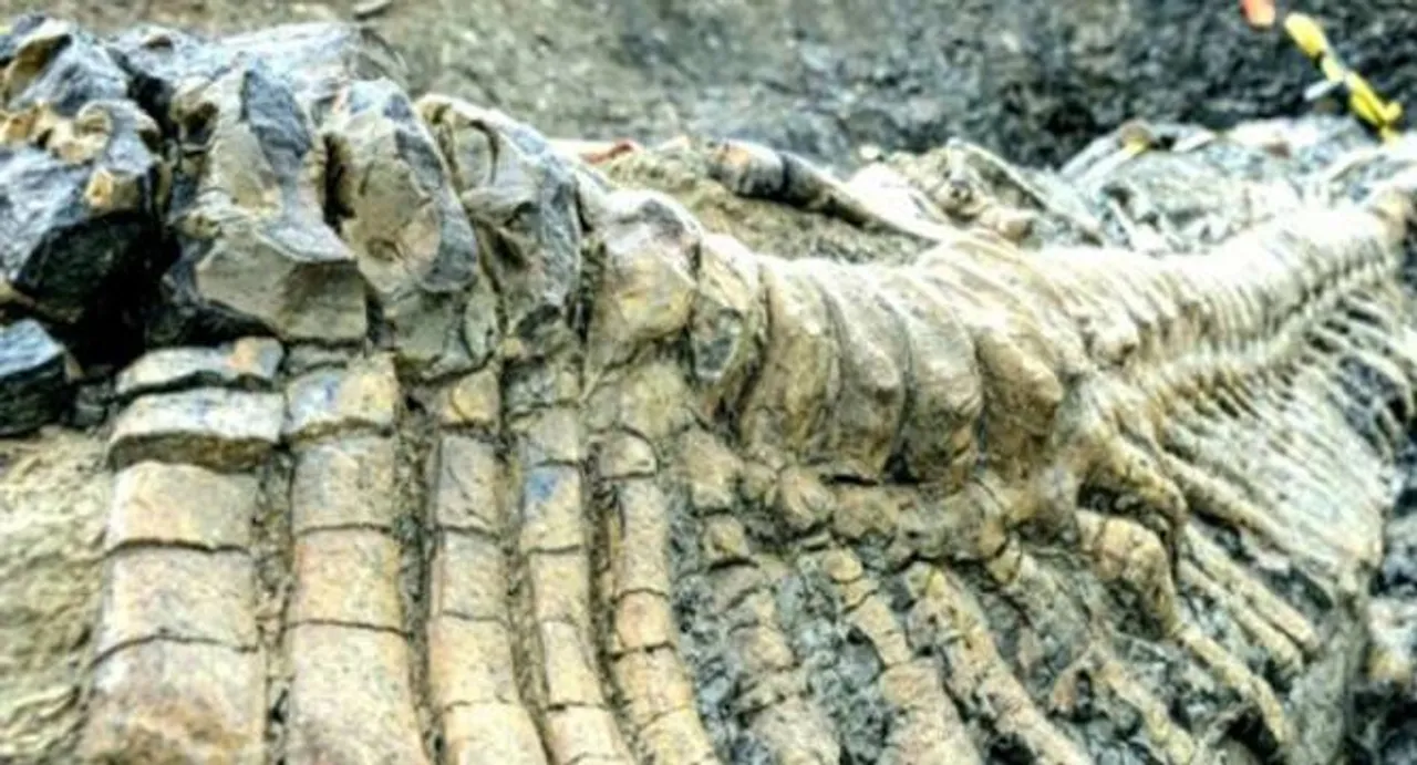 Dinosaur fossils found in Kutch region of Gujarat