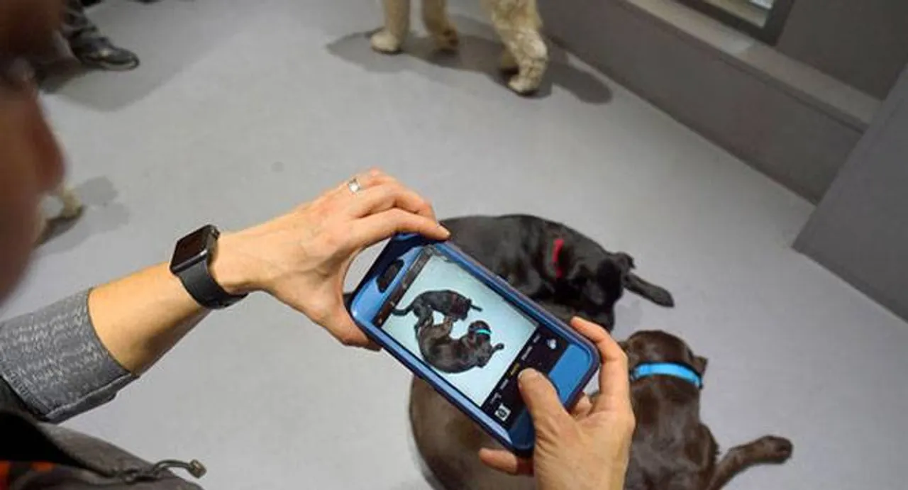 Luxury pet amenities for dogs proliferating in New York