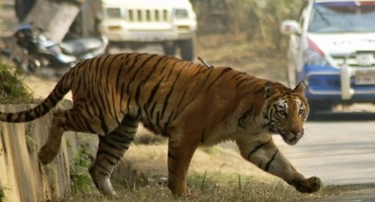 NTCA awaiting MoD nod for drone monitoring of tiger reserves