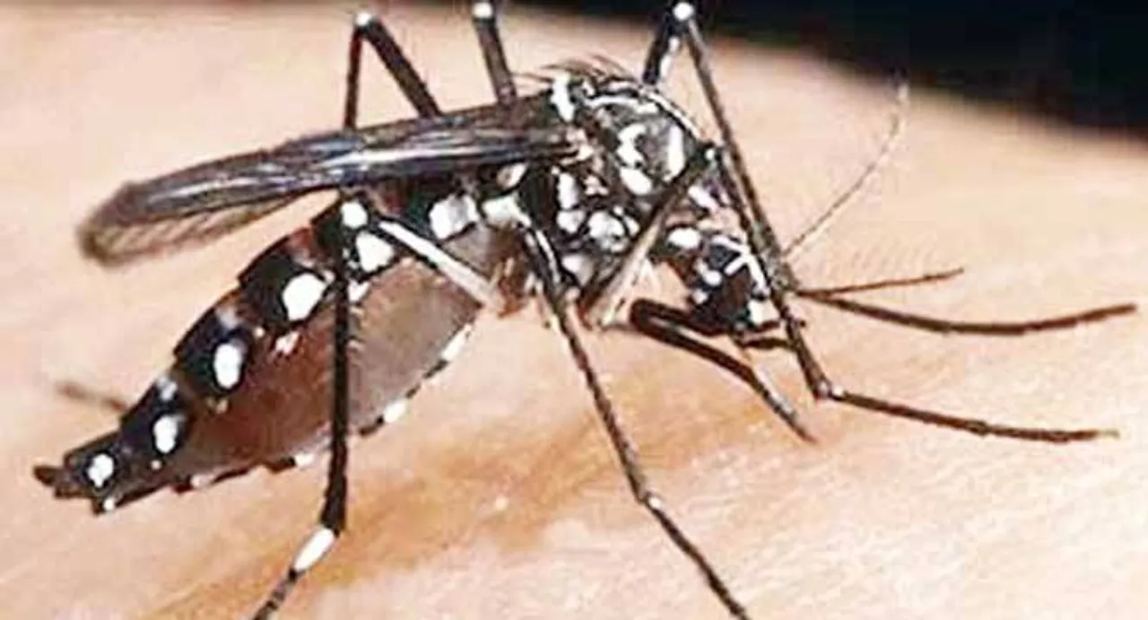 Zika virus: Centre issues guidelines; warns against travel to affected areas
