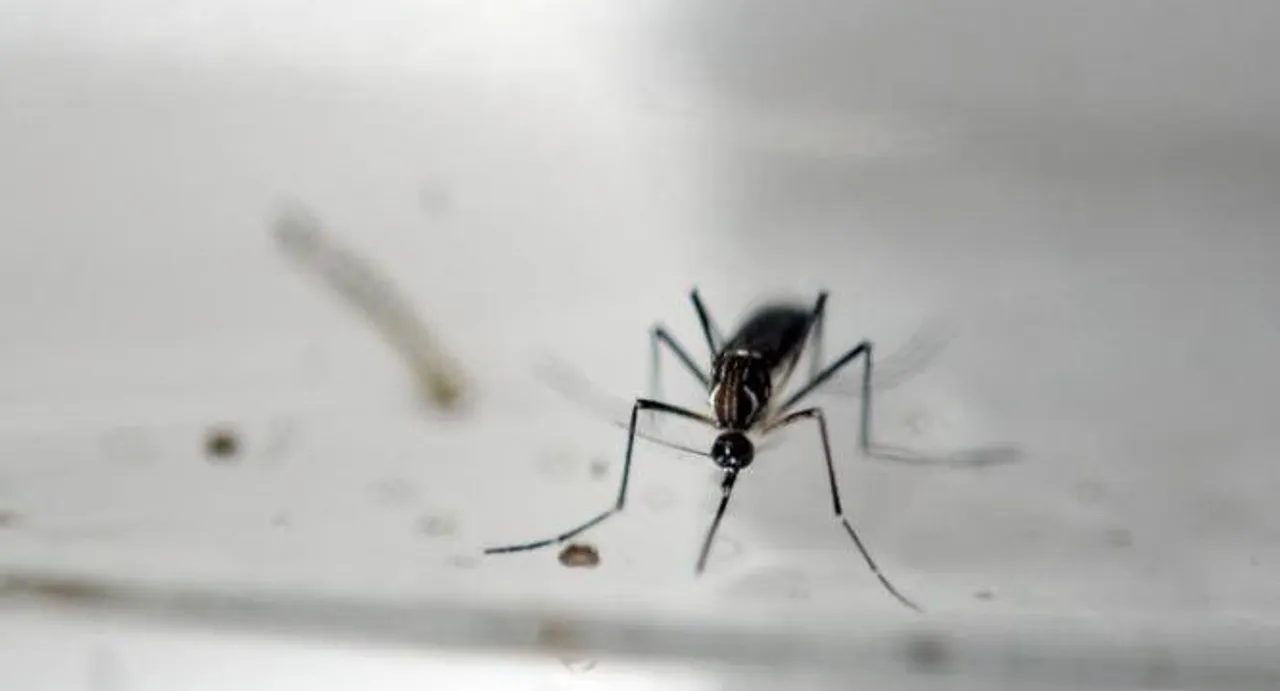Texas reports case of 'sexually transmitted' Zika virus