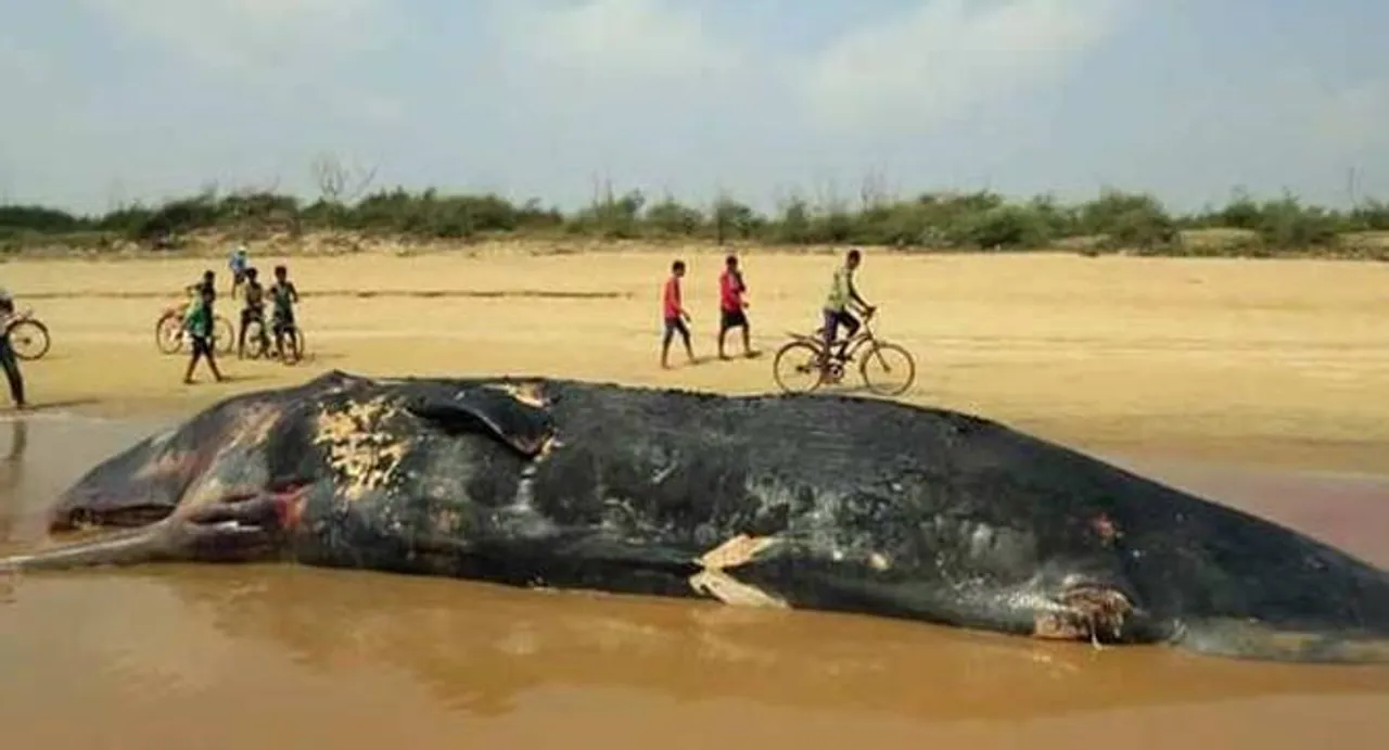 33-ft-long whale washes ashore Ganjam coast in Odisha