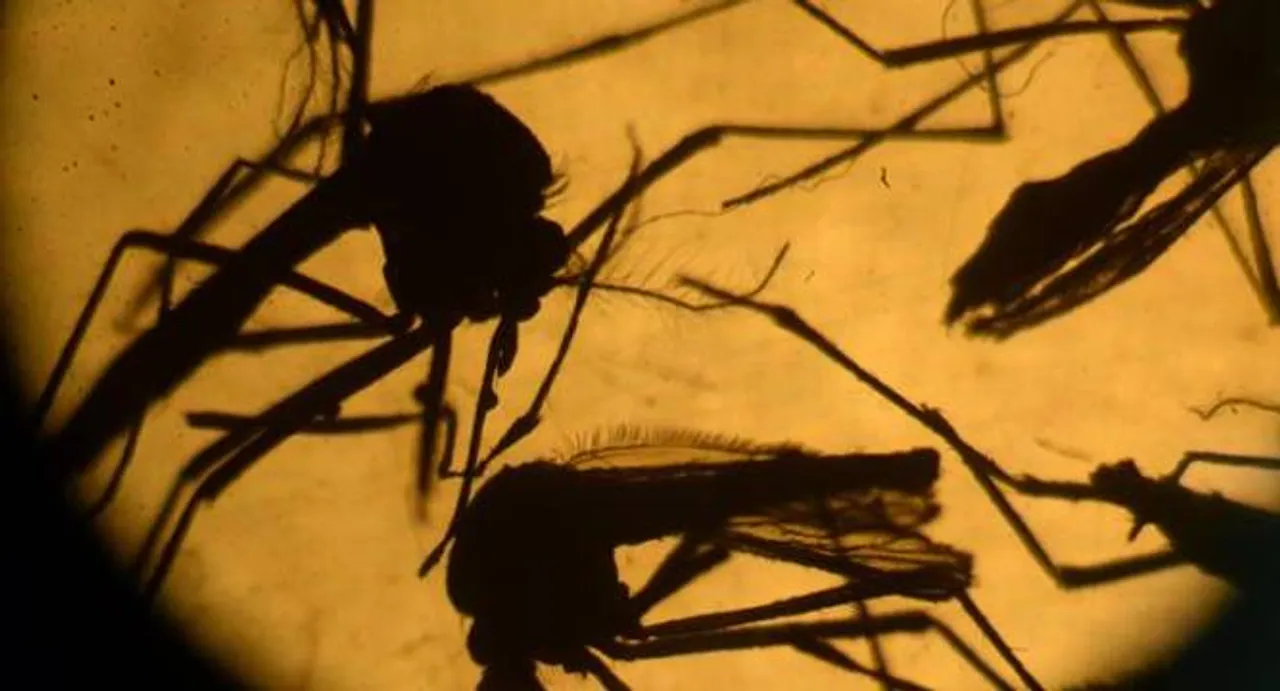 Zika-hit nations should allow access to contraception, abortion