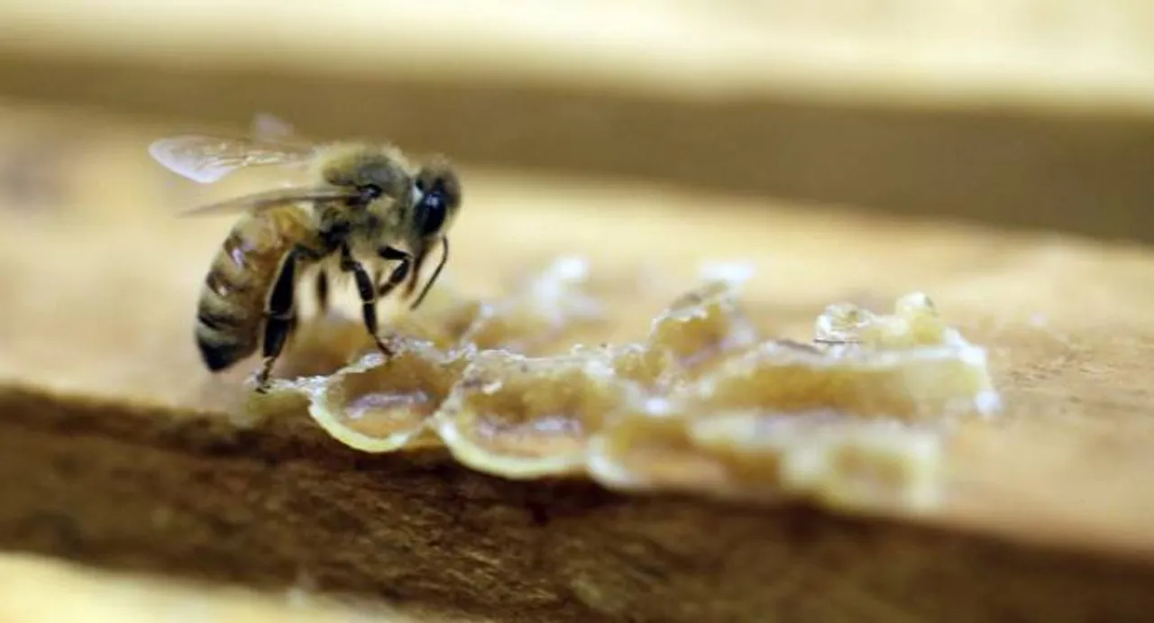 Virus spread killing honeybees human-made: study