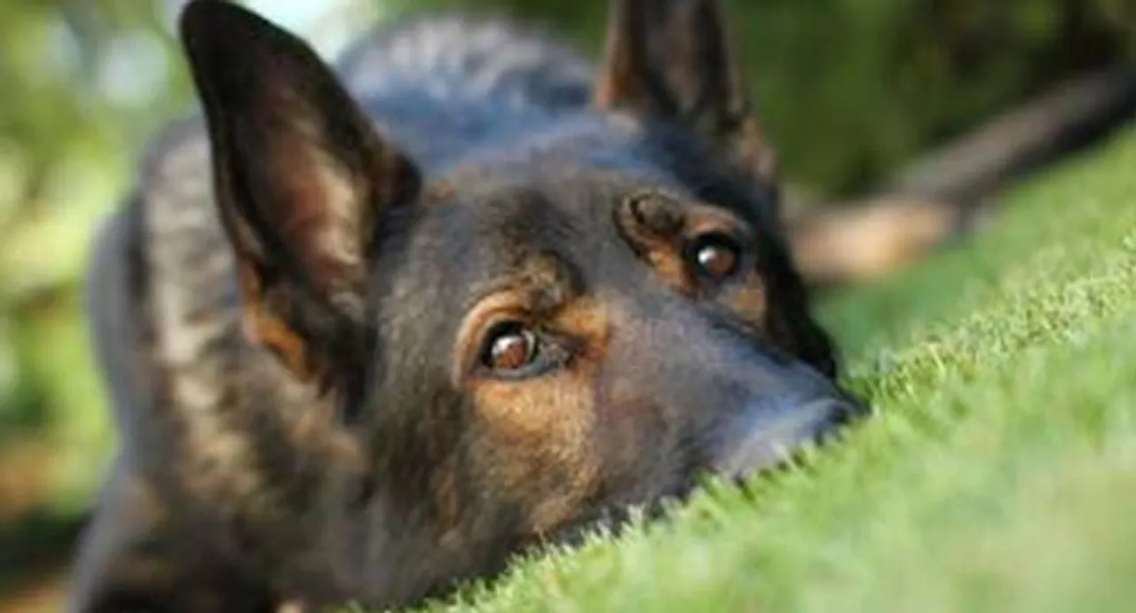 In a first, NDRF trains 160 dogs for disaster response