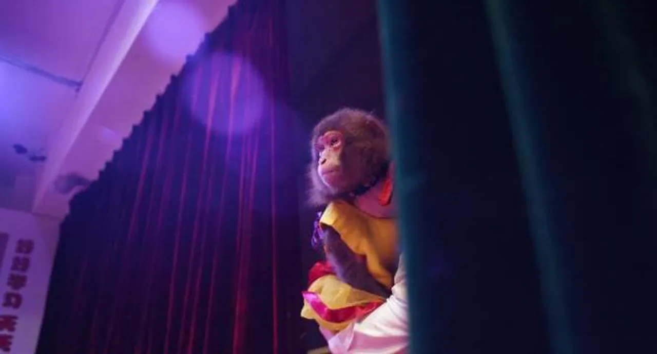 China school sees monkey business in New Year