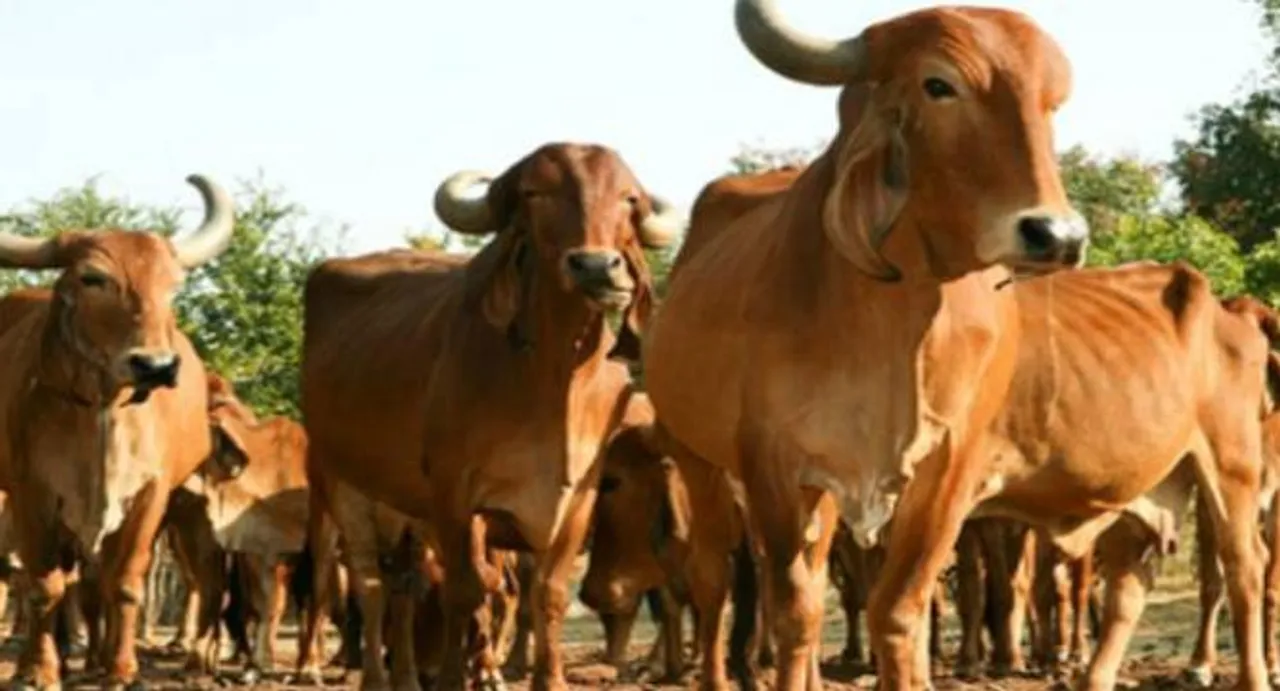 Budget 2016: Agri Min seeks animal health card scheme