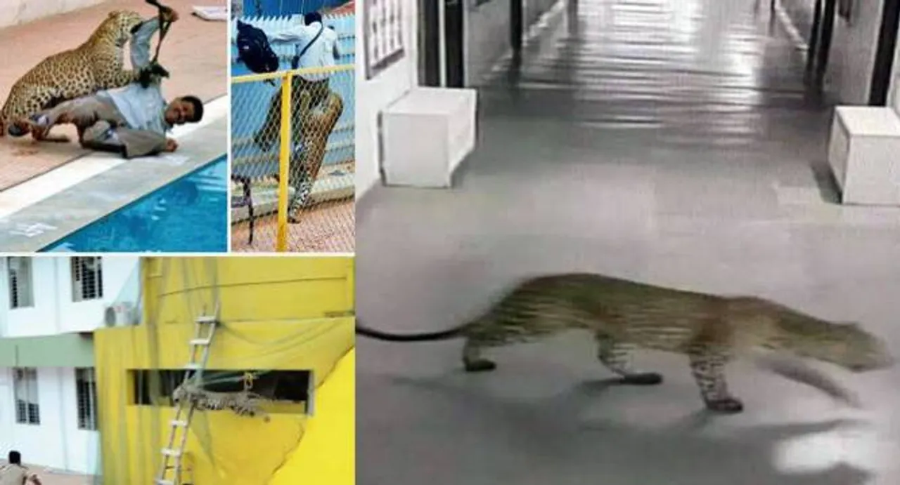 Thank God, it was Sunday! Vibgyor School in news again following leopard attack