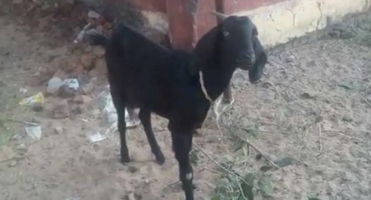 Bizarre: Goat arrested, freed later in Chattisgarh