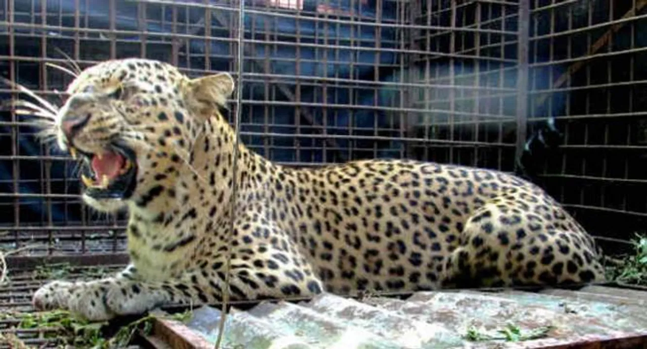Another 'leopard' spotted near Vibgyor school