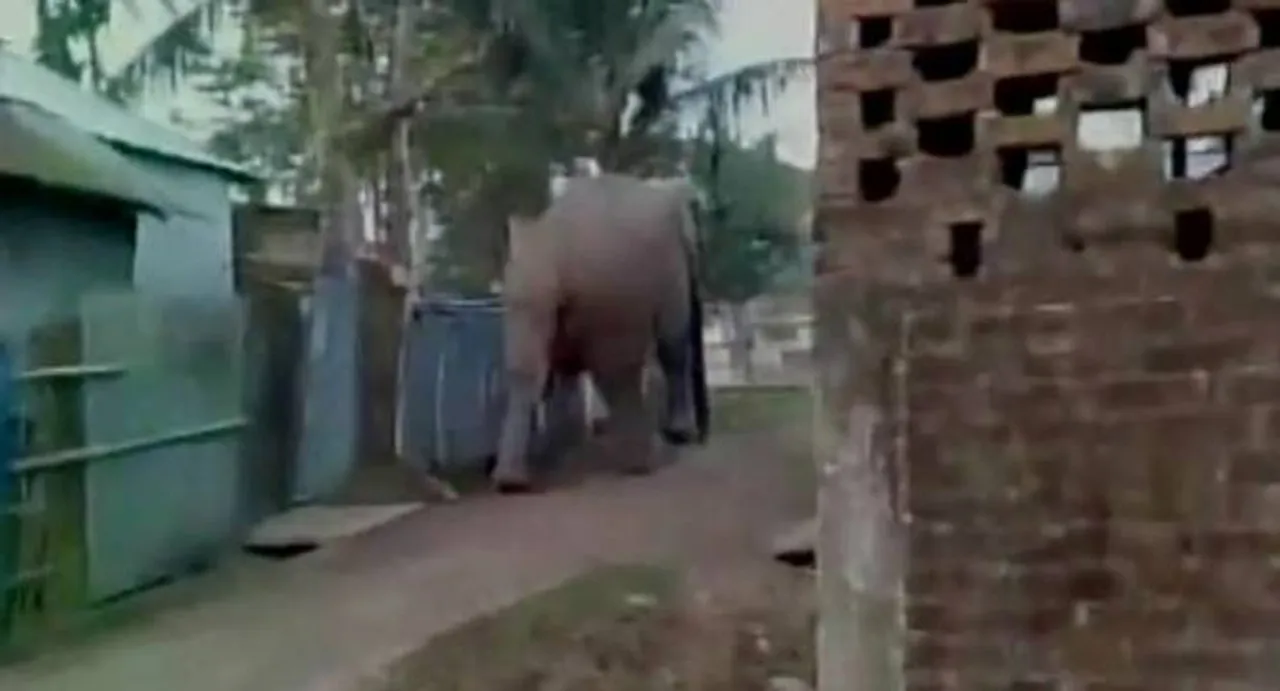 Rampaging elephant damages buildings in Siliguri