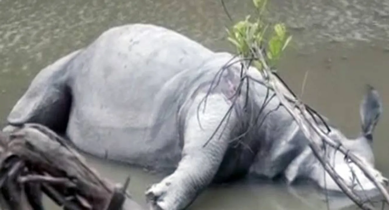 Assam: Third rhino found killed in Kaziranga this year