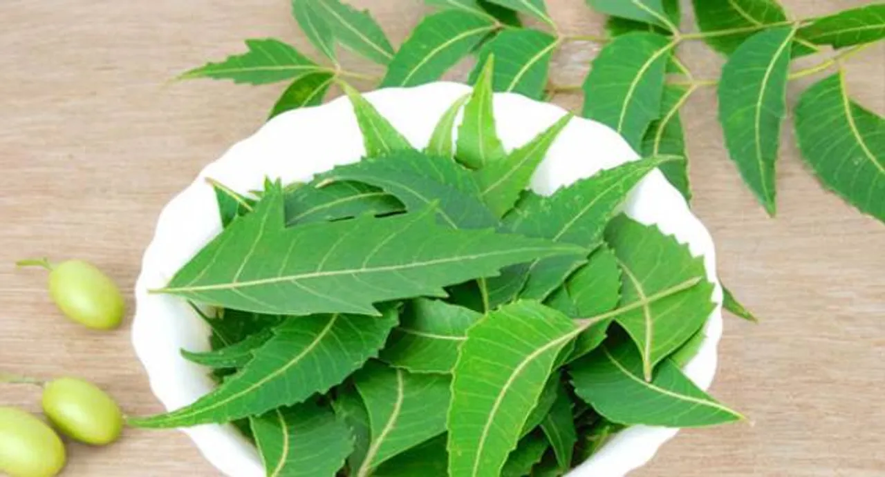 Neem extract may help treat pancreatic cancer: study