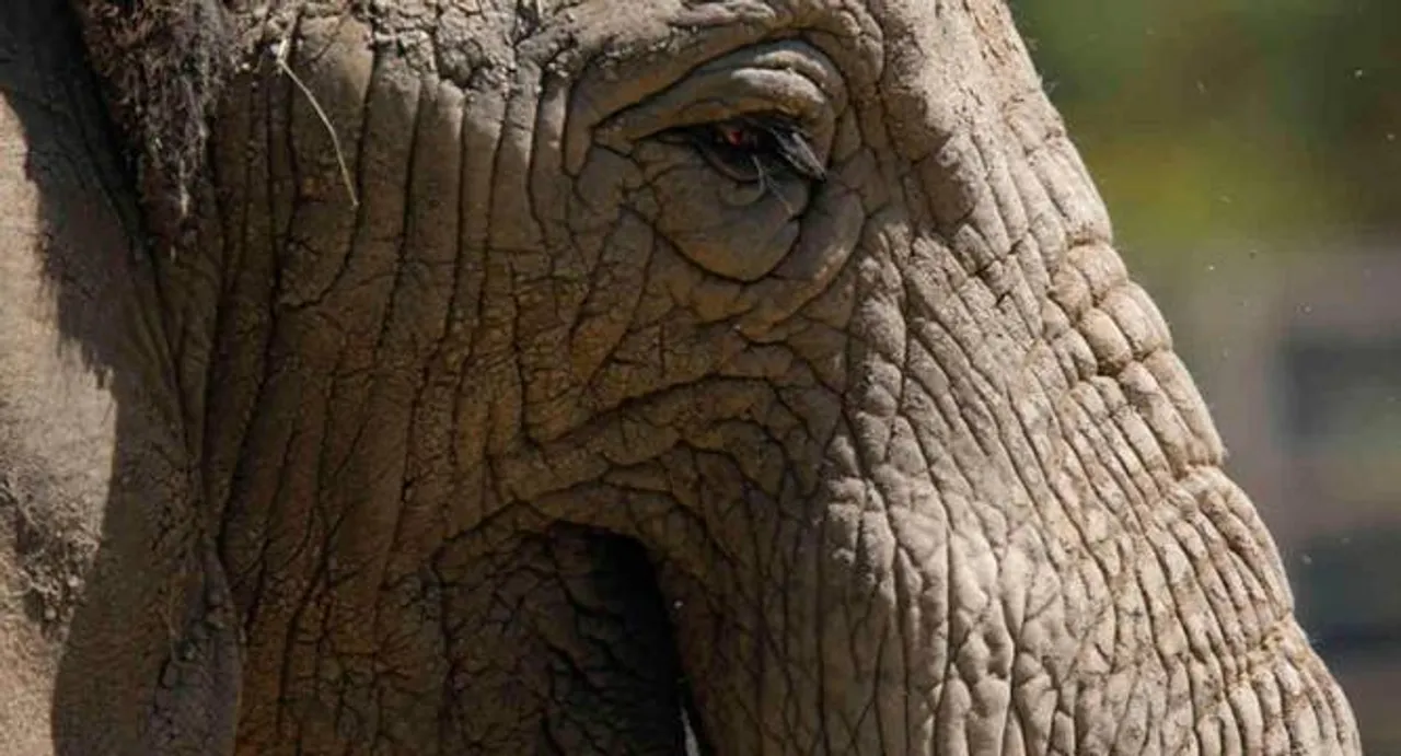 Unlucky in love, elephant damages 15 cars in southern China