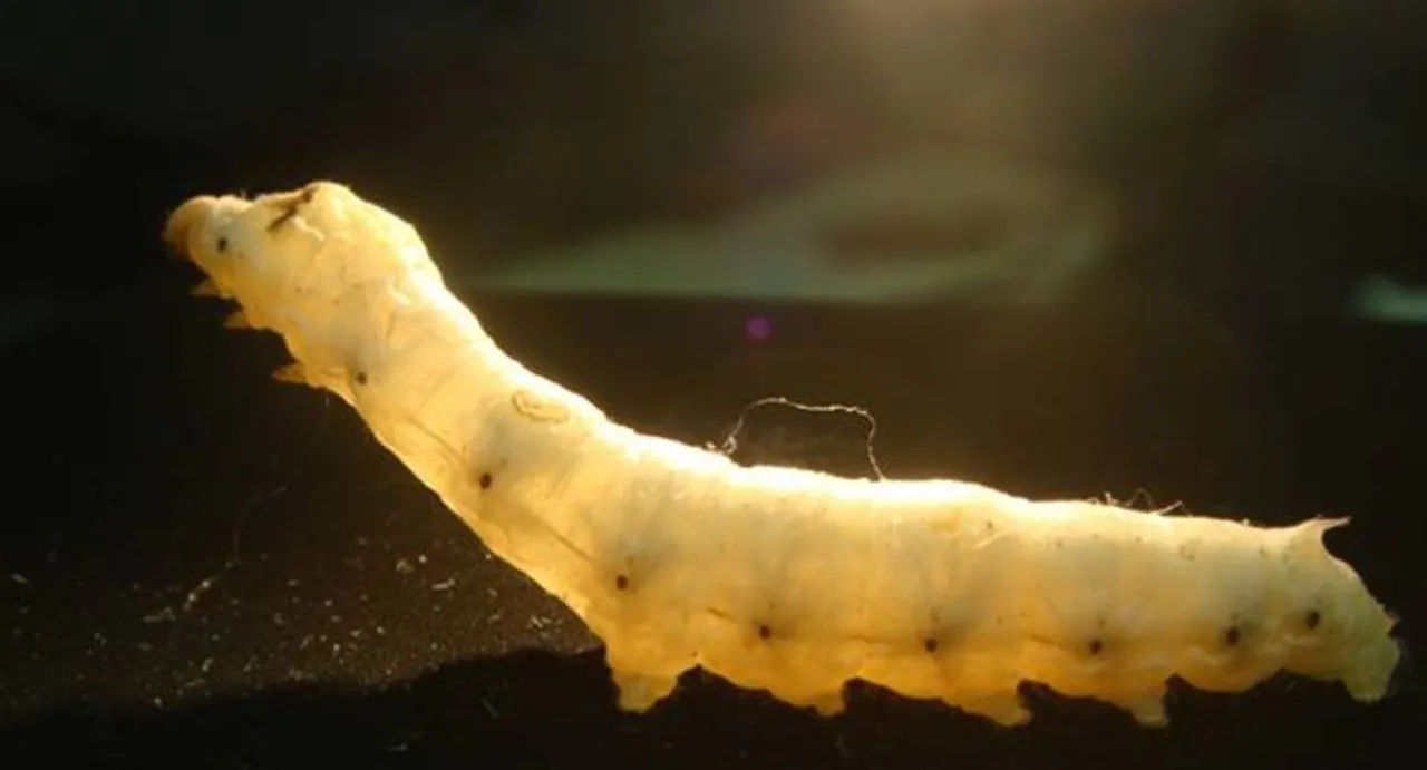 Govt go ahead for field trials of transgenic silkworms