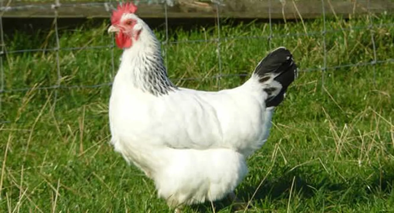 Farmer wants case against hen, takes it to police station