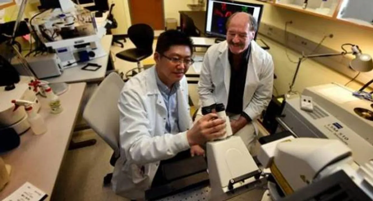 New target for diabetes treatment found