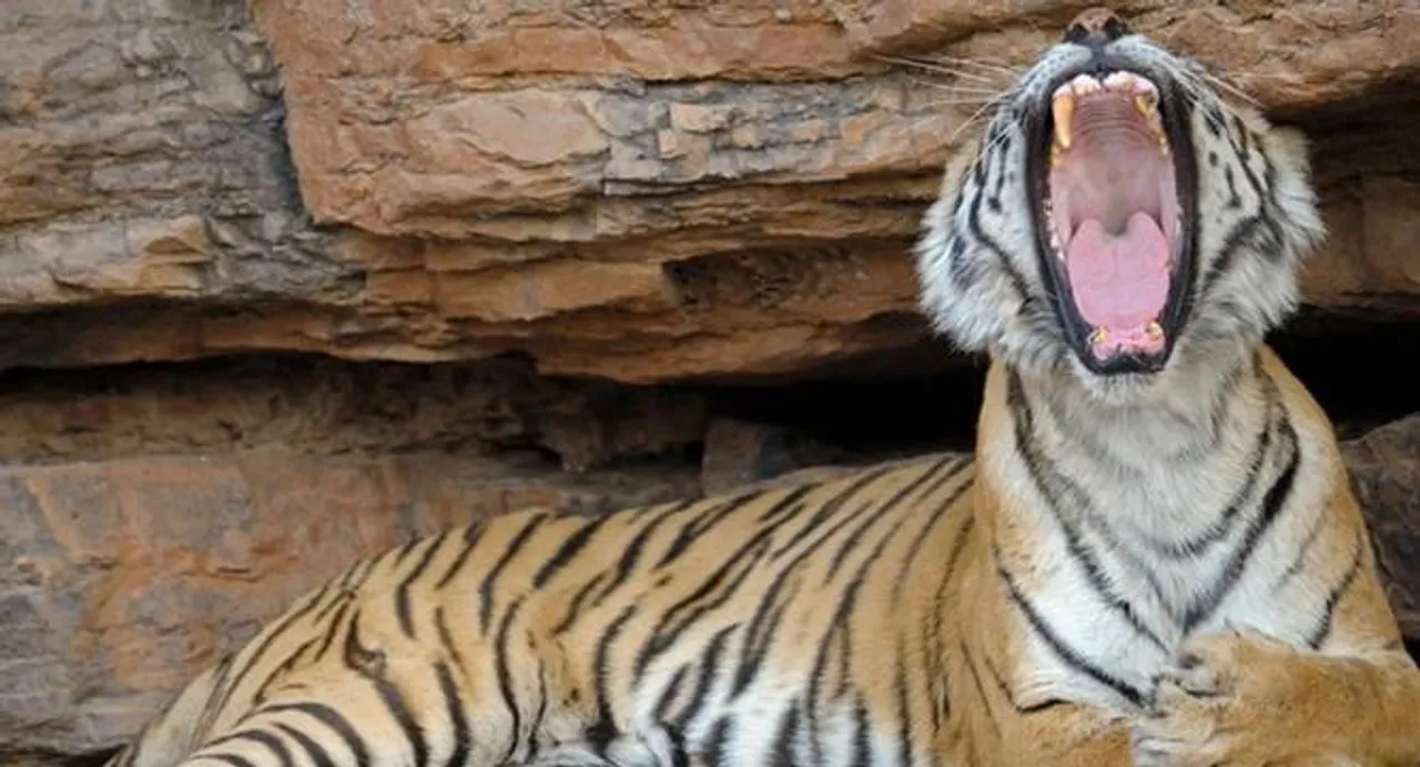 All about the big cats - a series of films by Nat Geo