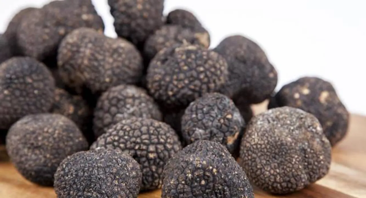 Mouth-watering truffles not contaminated by radioactivity