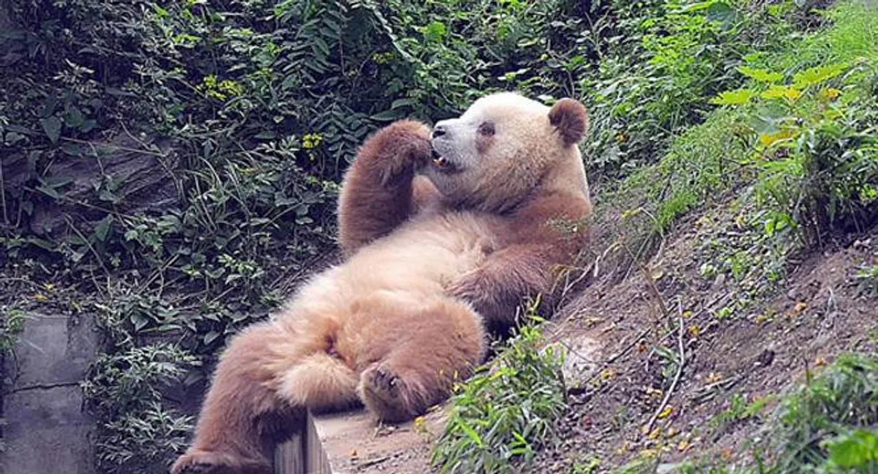 Extremely rare brown panda survives minus 30 degrees in China