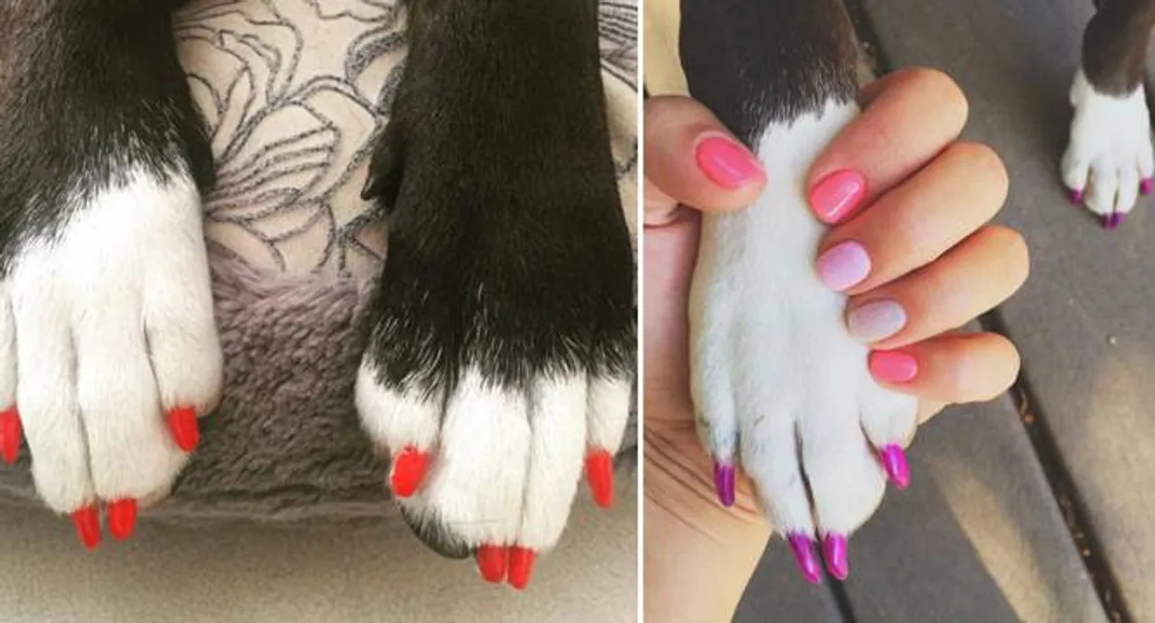 Paw-decure is the new way to glam up your pets
