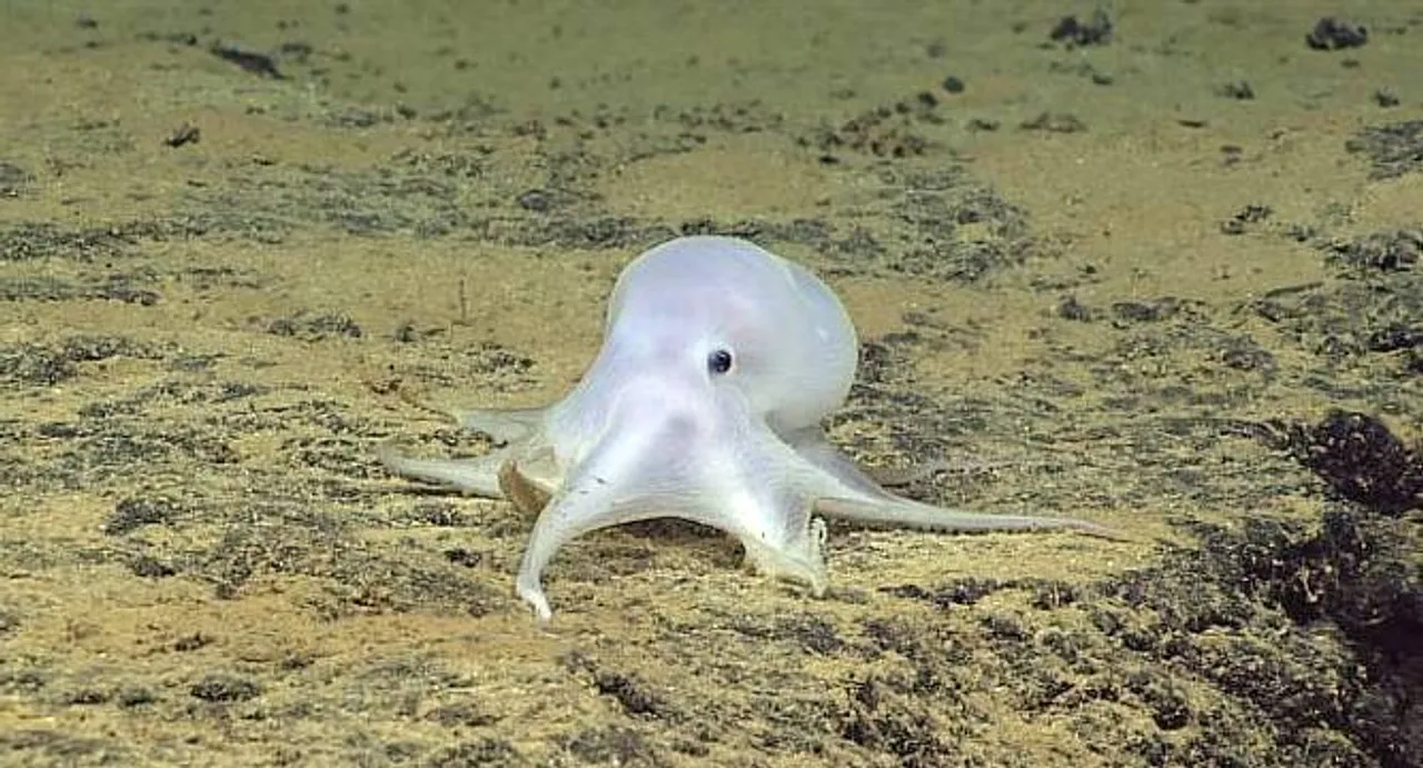 Scientists: Possible new octopus species found near Hawaii