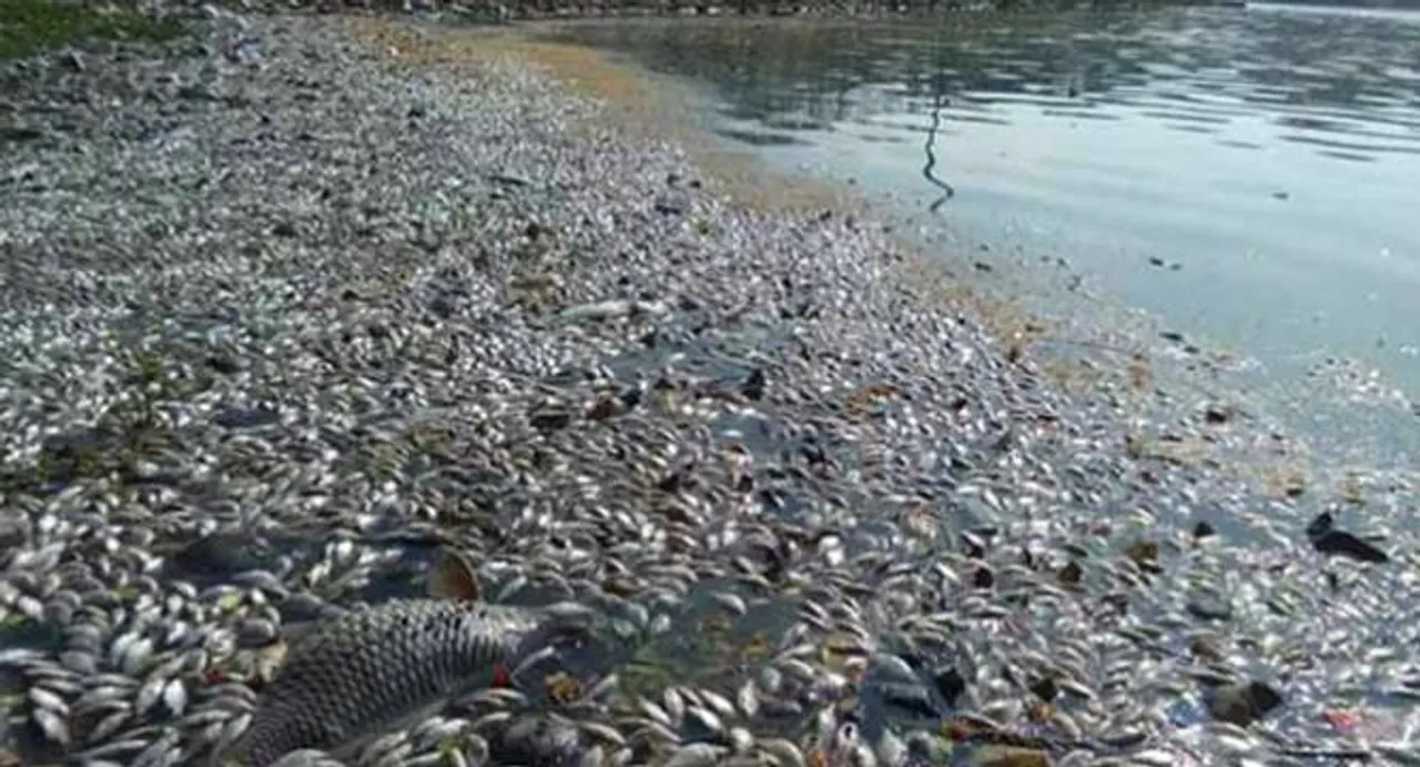 Thousands of dead fish surface at Bengaluru's Ulsoor Lake; locals blame pollution