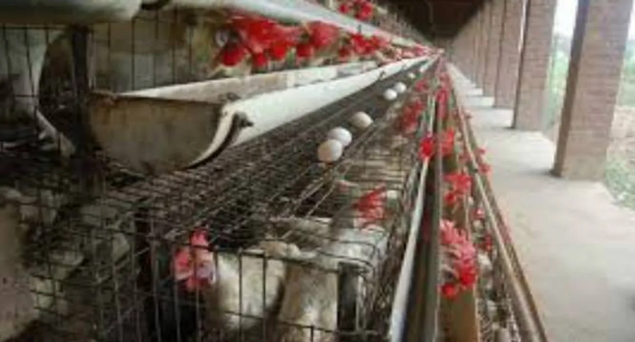 Kuwait imposes ban on import of Indian poultry products