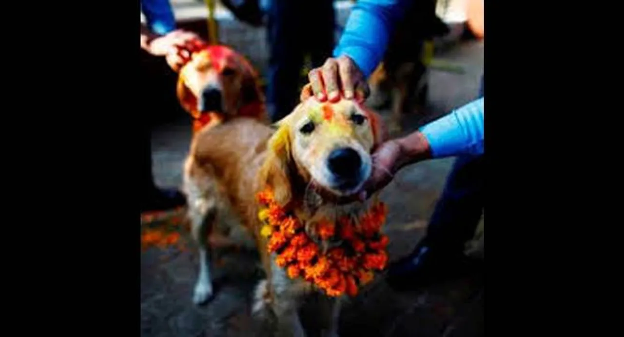 Big fat DOG WEDDING in UP: Over 5k guests; owners shed tears at Bidaai | Watch Video