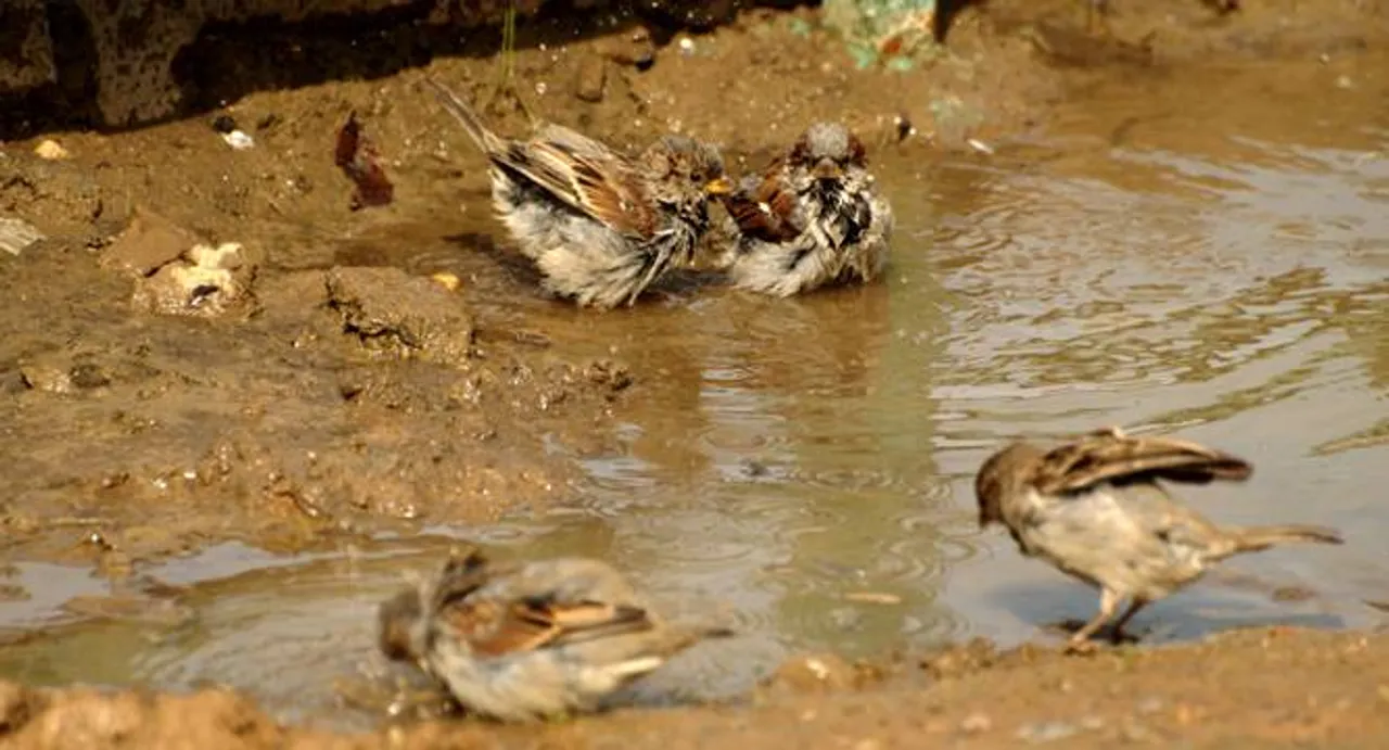 Save sparrows: UP to launch awareness campaign on March 14
