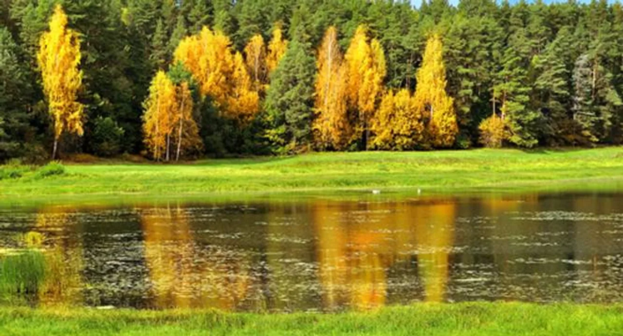 Planting trees may reduce flooding: Study
