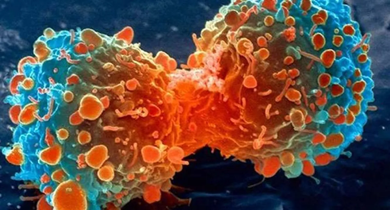 New immune mechanism to protect from cancer identified