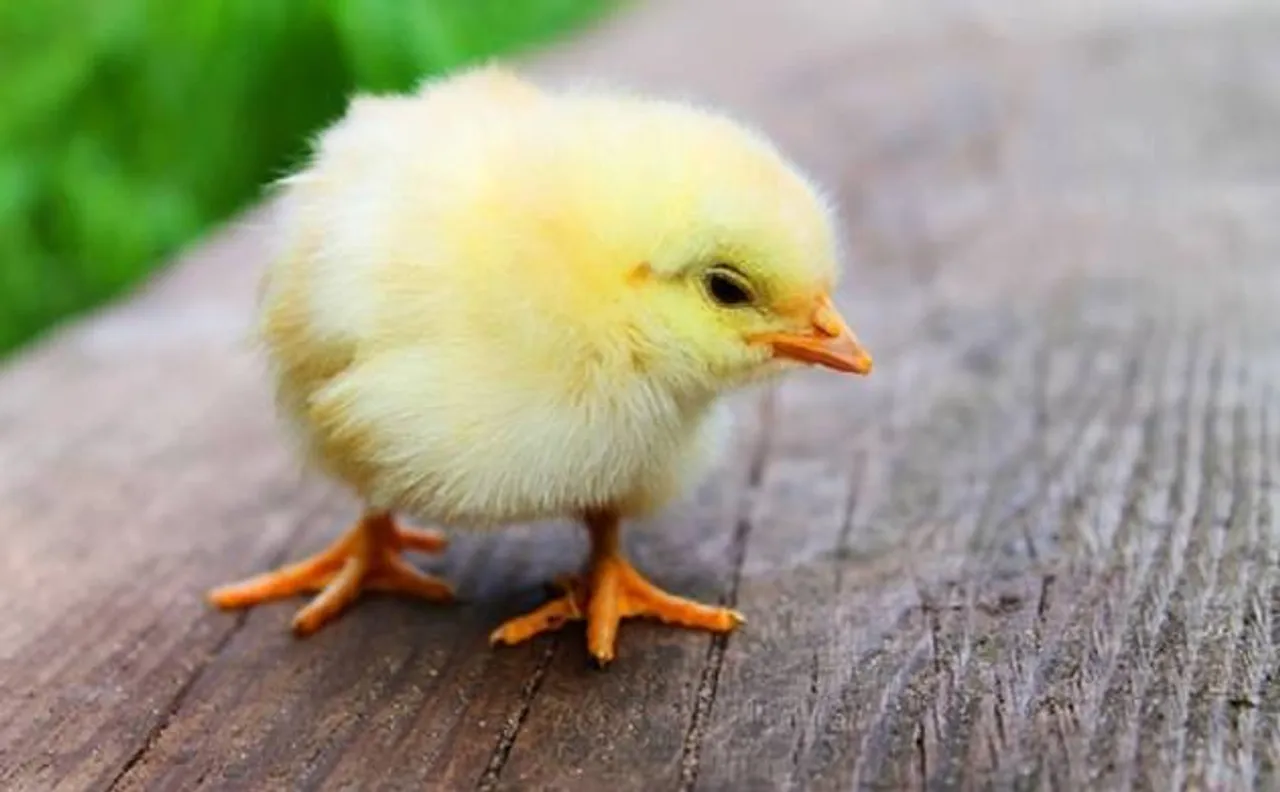 Chicken with dinosaur legs: This is how scientists created it