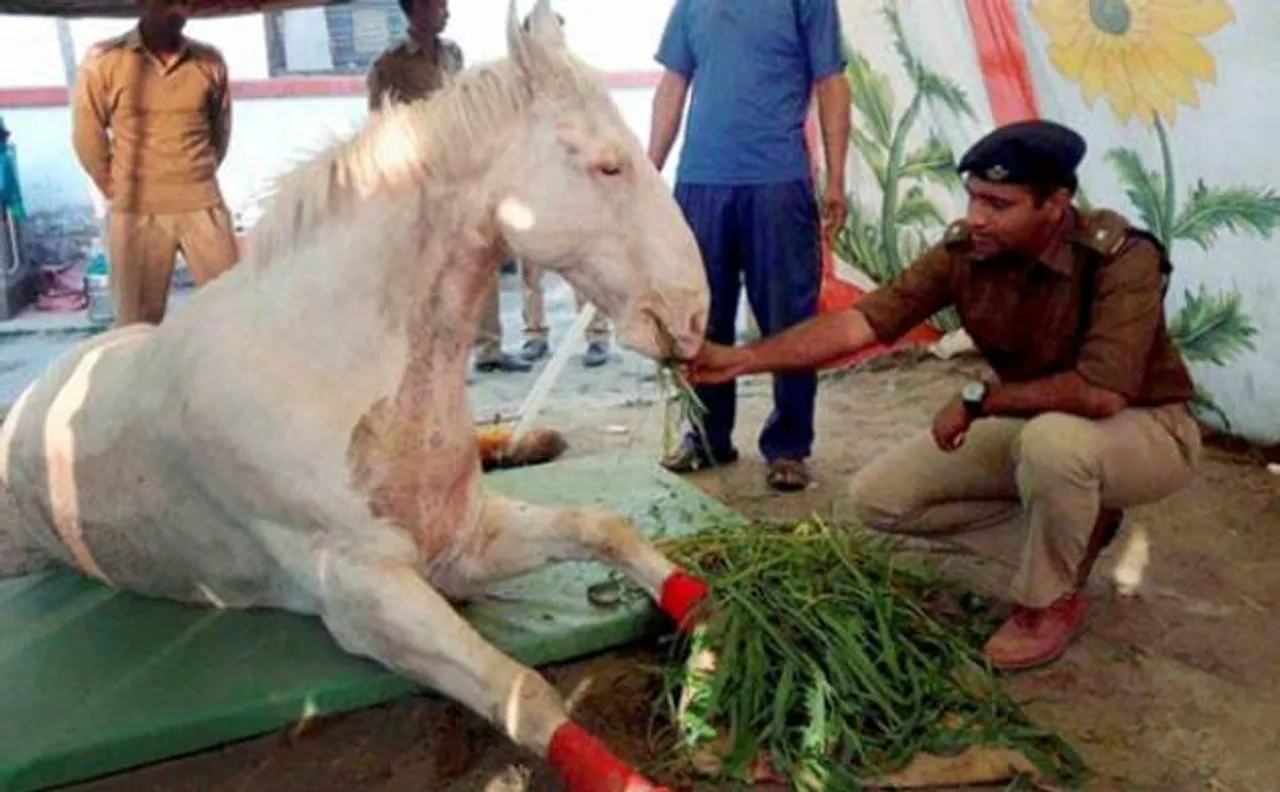 Shaktiman's leg amputated to save his life, BJP worker held